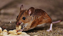 24 Hour & Emergency Exterminators in Bellevue, NE